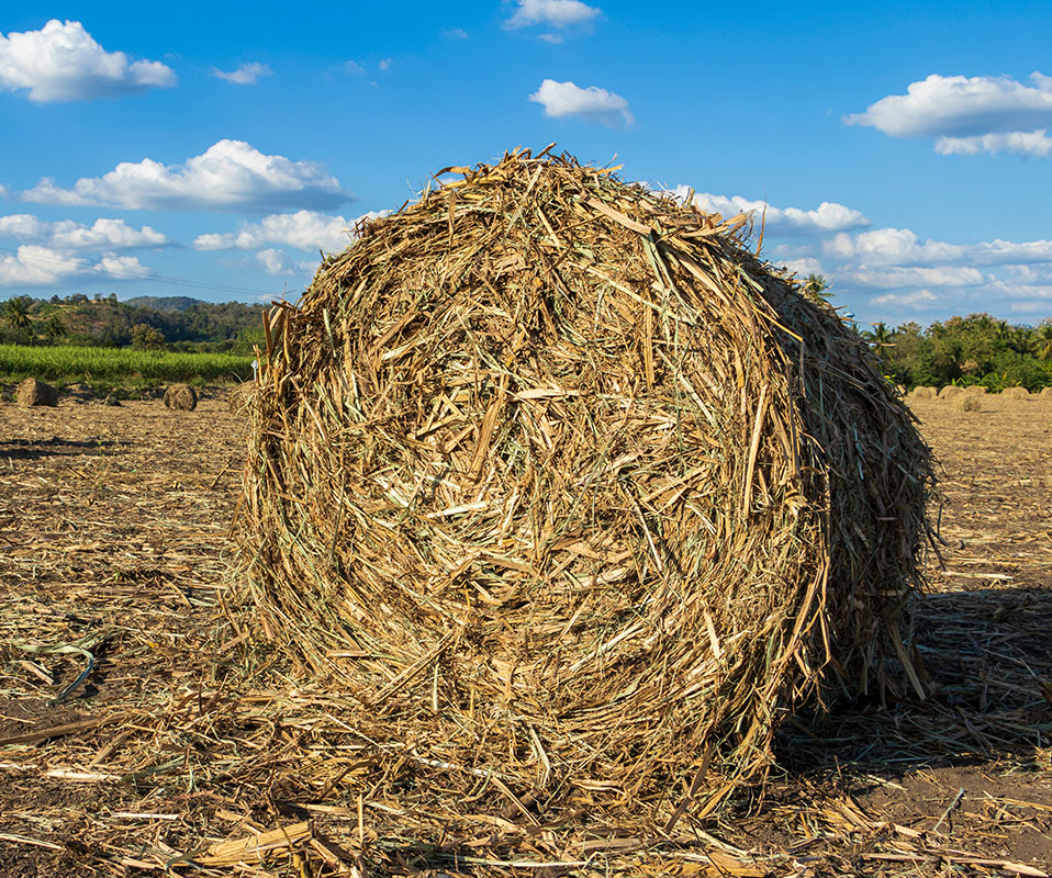 Paddy Straw