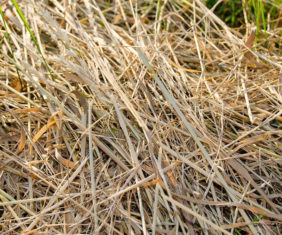 Agricultural waste